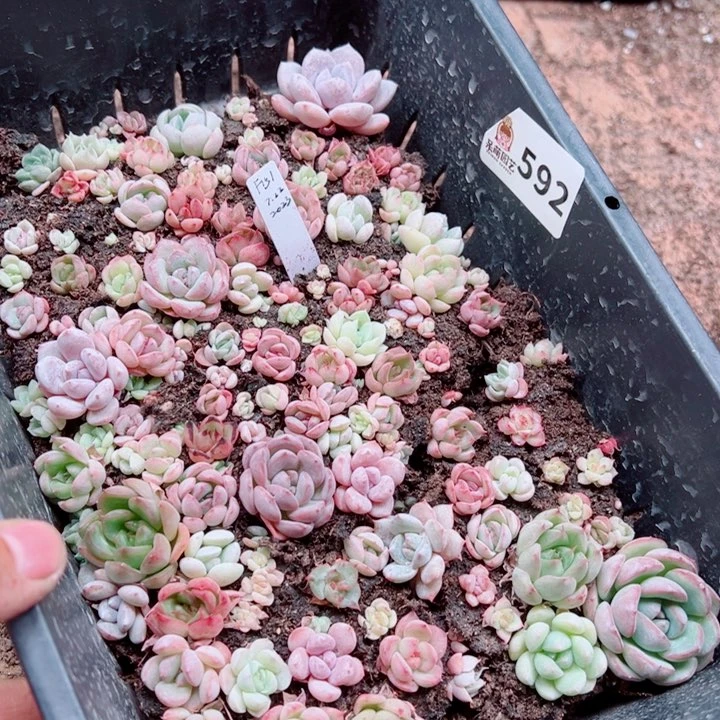 君***好多肉植物多肉植物