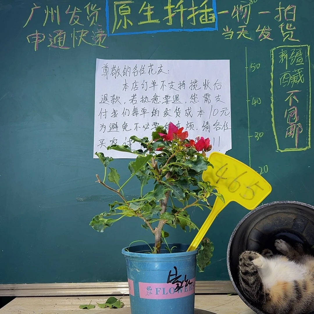 当前无花栽培后可以开花 粗杆 蒙娜丽莎红  465