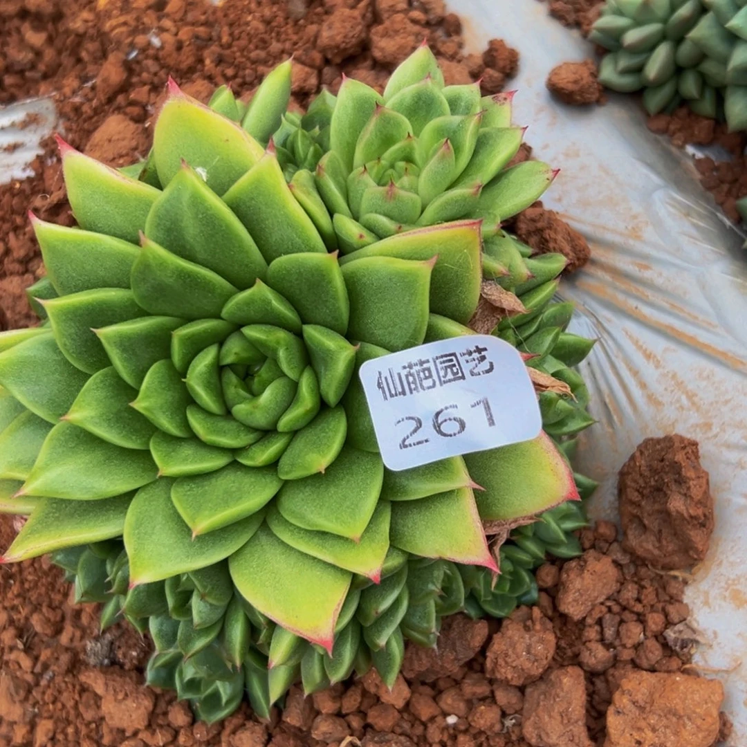 261多肉植物和植物在这里繁衍
