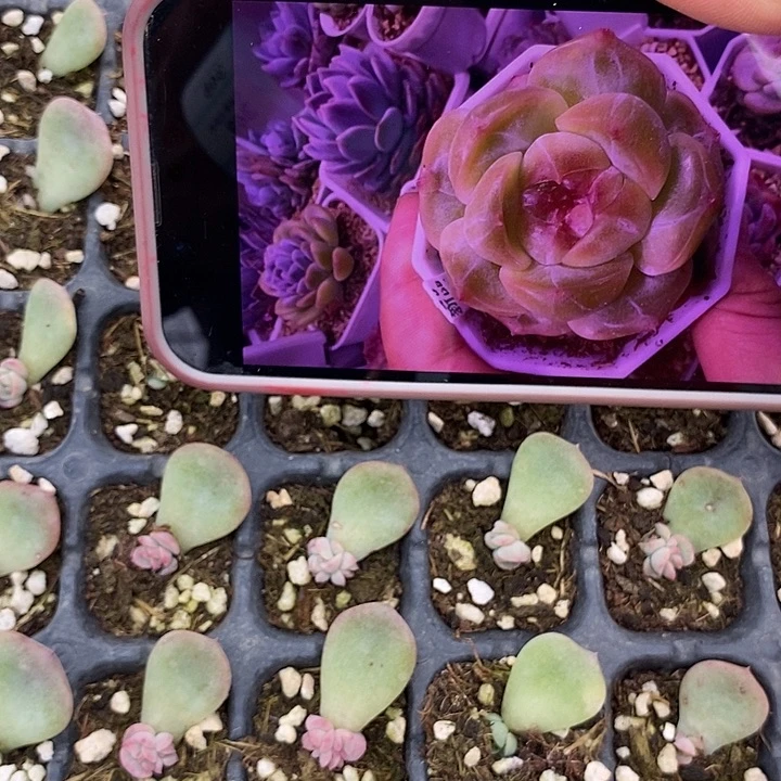 标339飞1芽苗一个