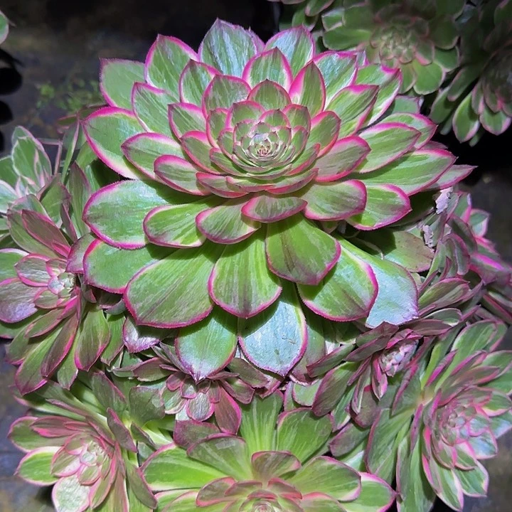 精品莲花巨无霸亏本福利