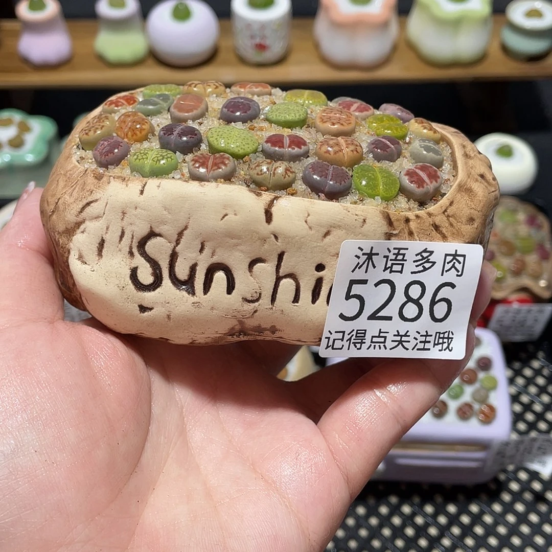 带盆土植物 一物一拍5286