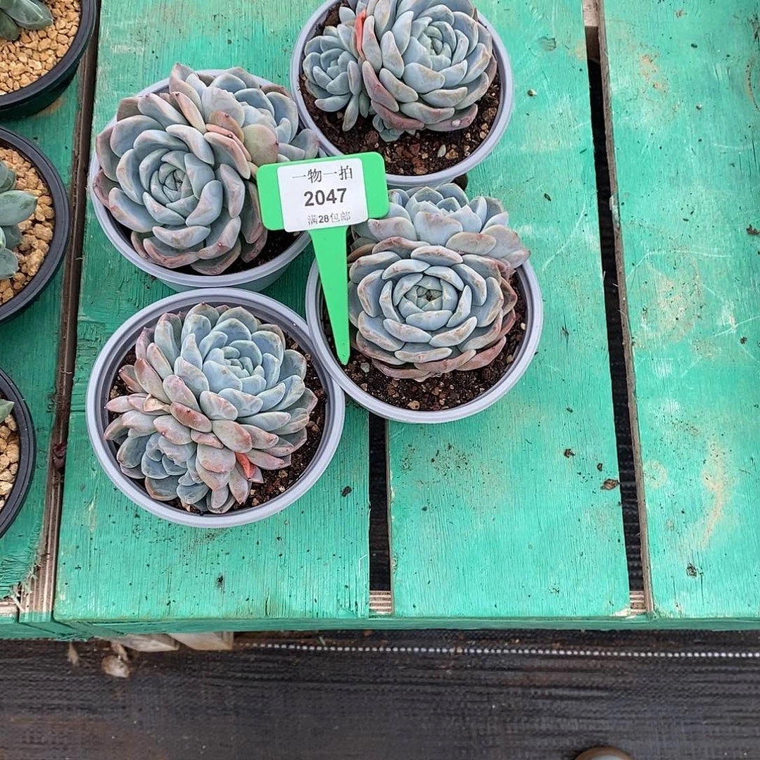 微***凉2047。 4颗发货。