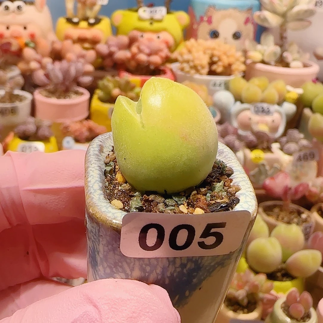 大***耳T蟹钳毛翠盆口2.5cm