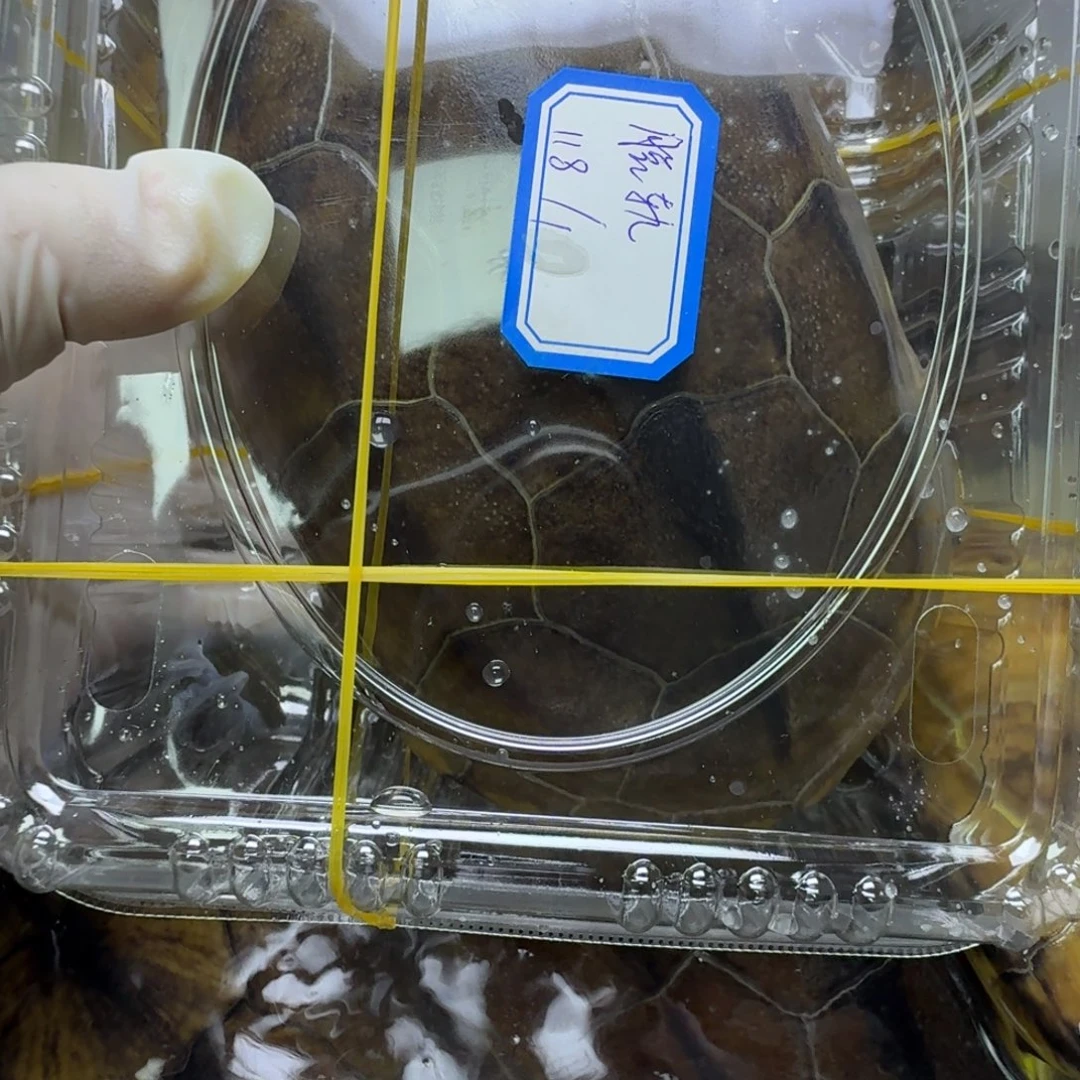 脱***轨绿毛龟母黄肉大母