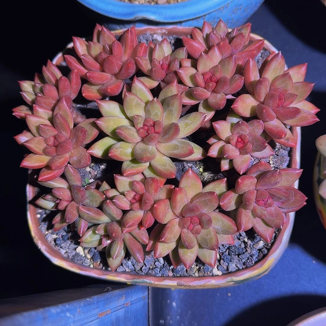 迷雾泡泡 14头 一物一拍