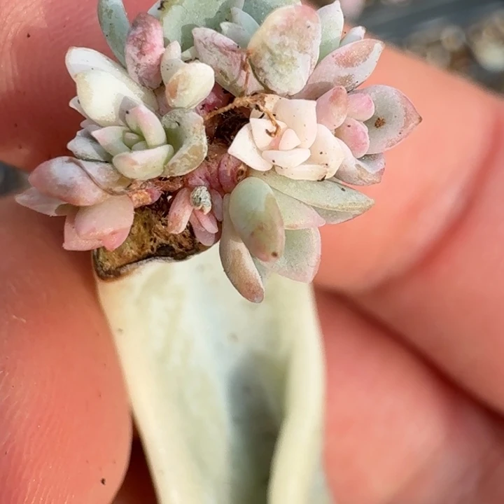 美尻一物一拍好看513