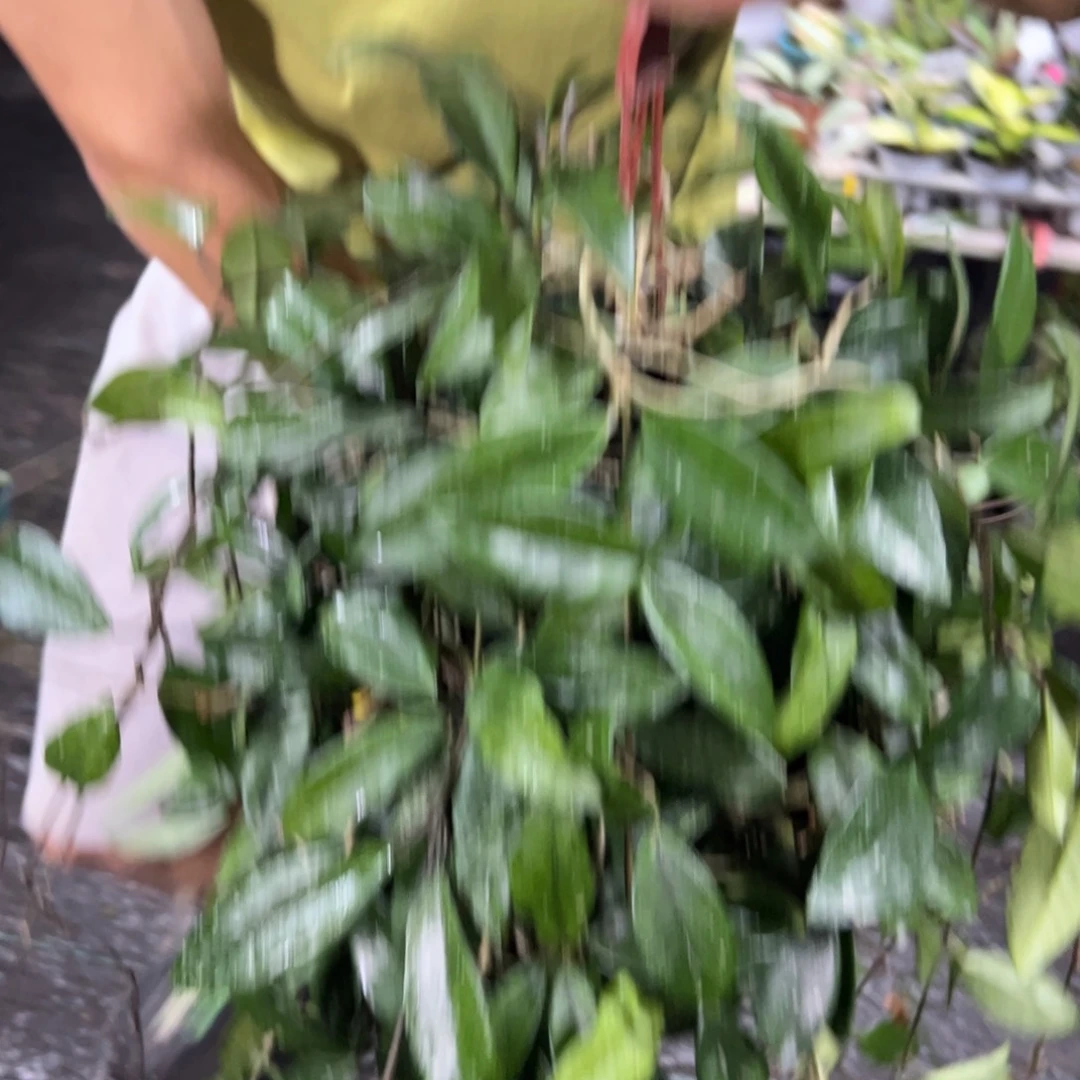 嗨***无花朵银斑四年超大苗球兰