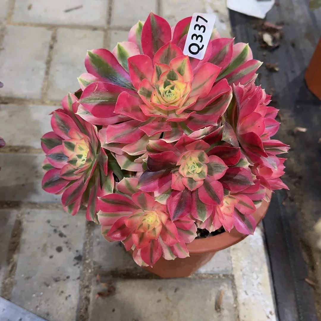 故**云337女巫44冠服21左右小颗的