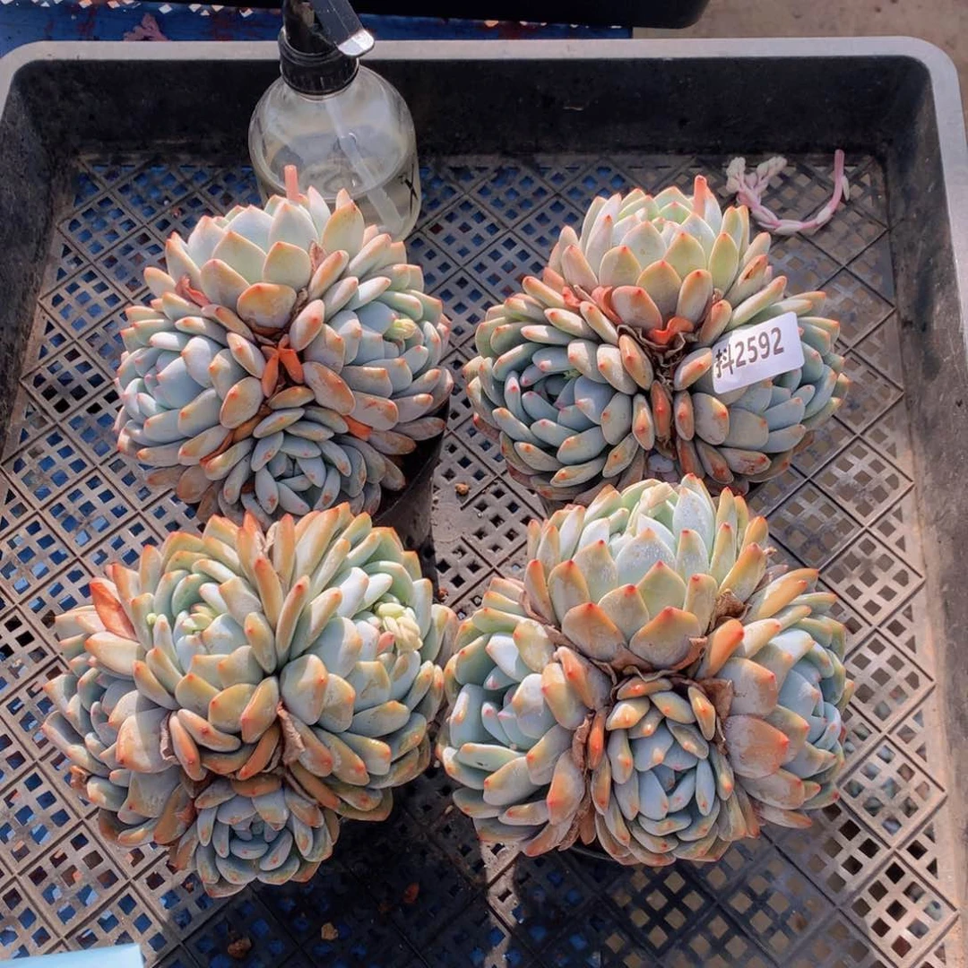 2592多头四个待盆发货啦