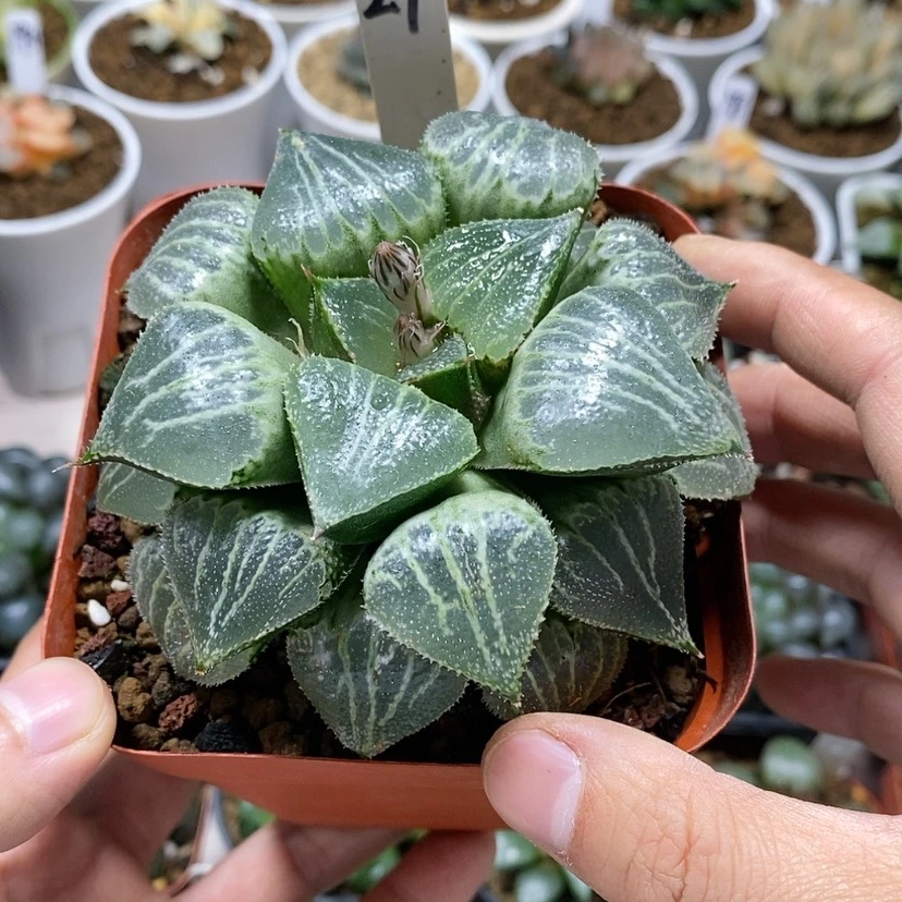 【闪购商品】29春雷