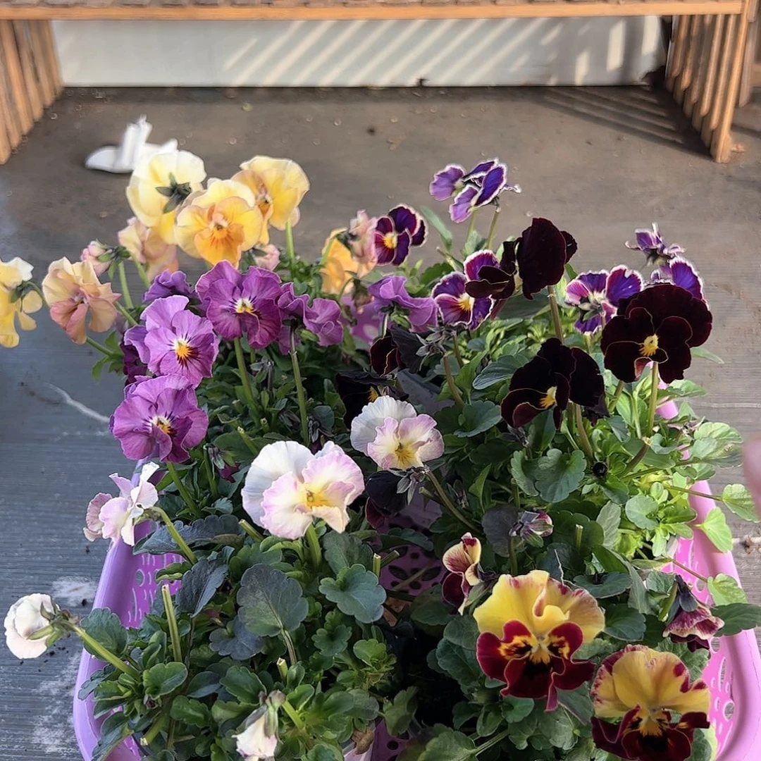 【闪购商品】119号