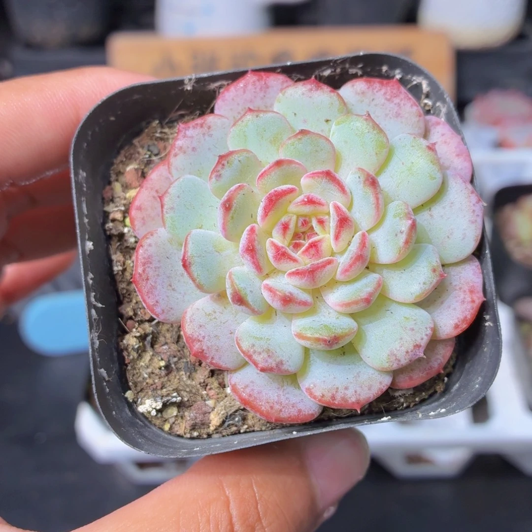 白胖子多肉9.9包邮发货
