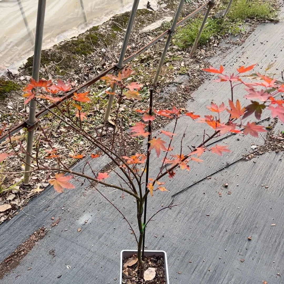 不开花植物60橙之梦