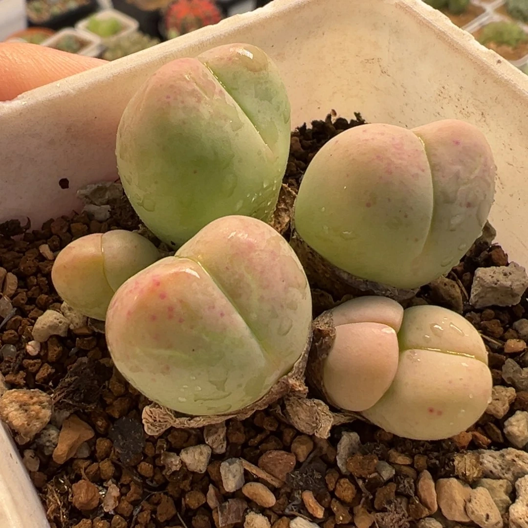 652多肉植物种类多样