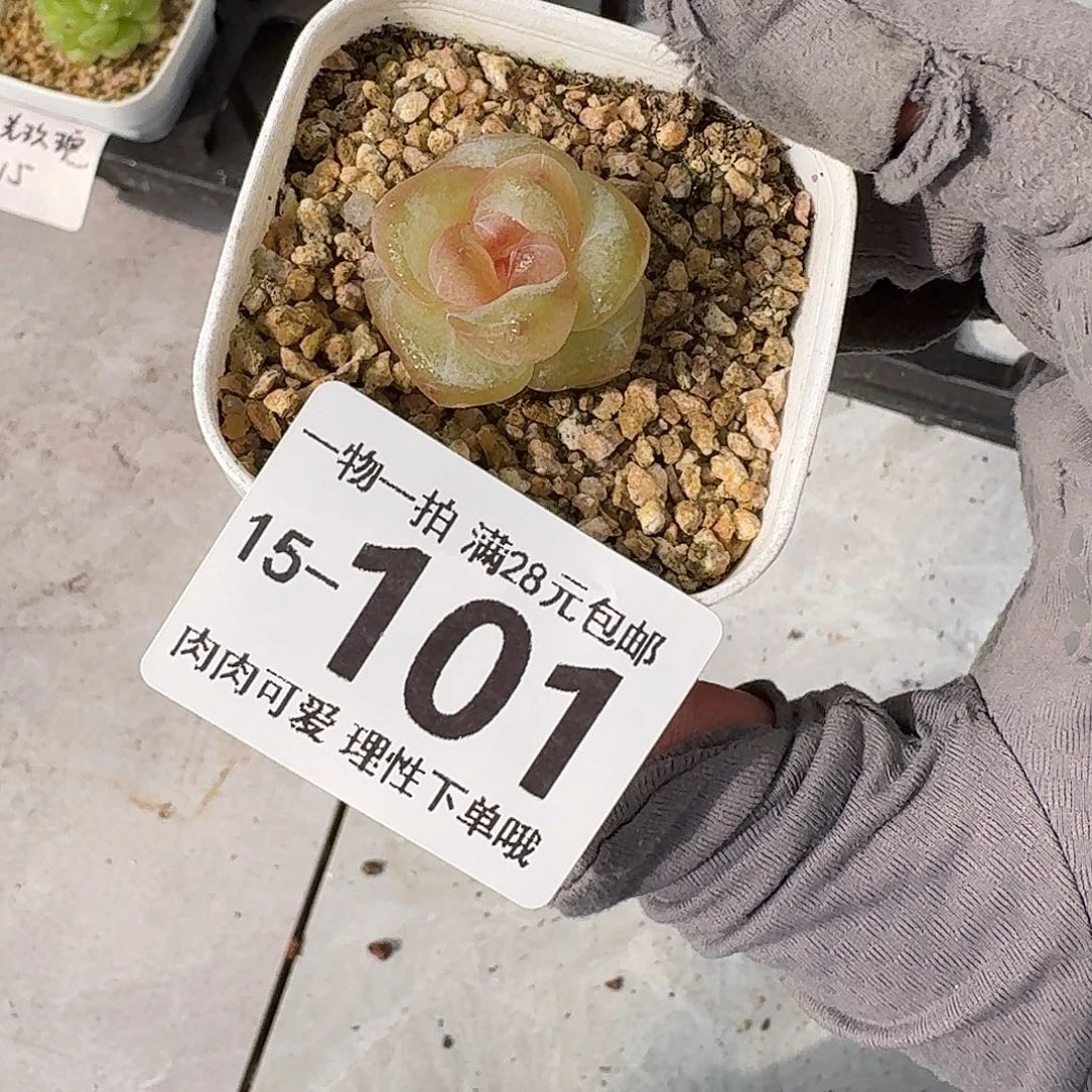 冰淇淋无盆土发货无盆