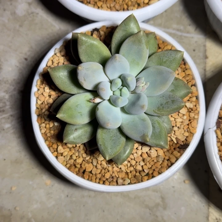 黄胖体 哥特 单头 一物一拍