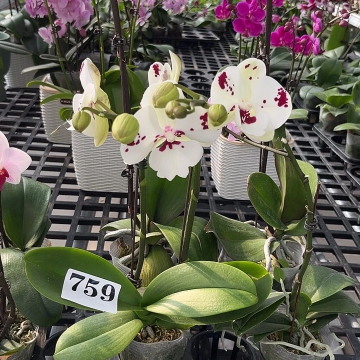 大部分花苞少量开放759