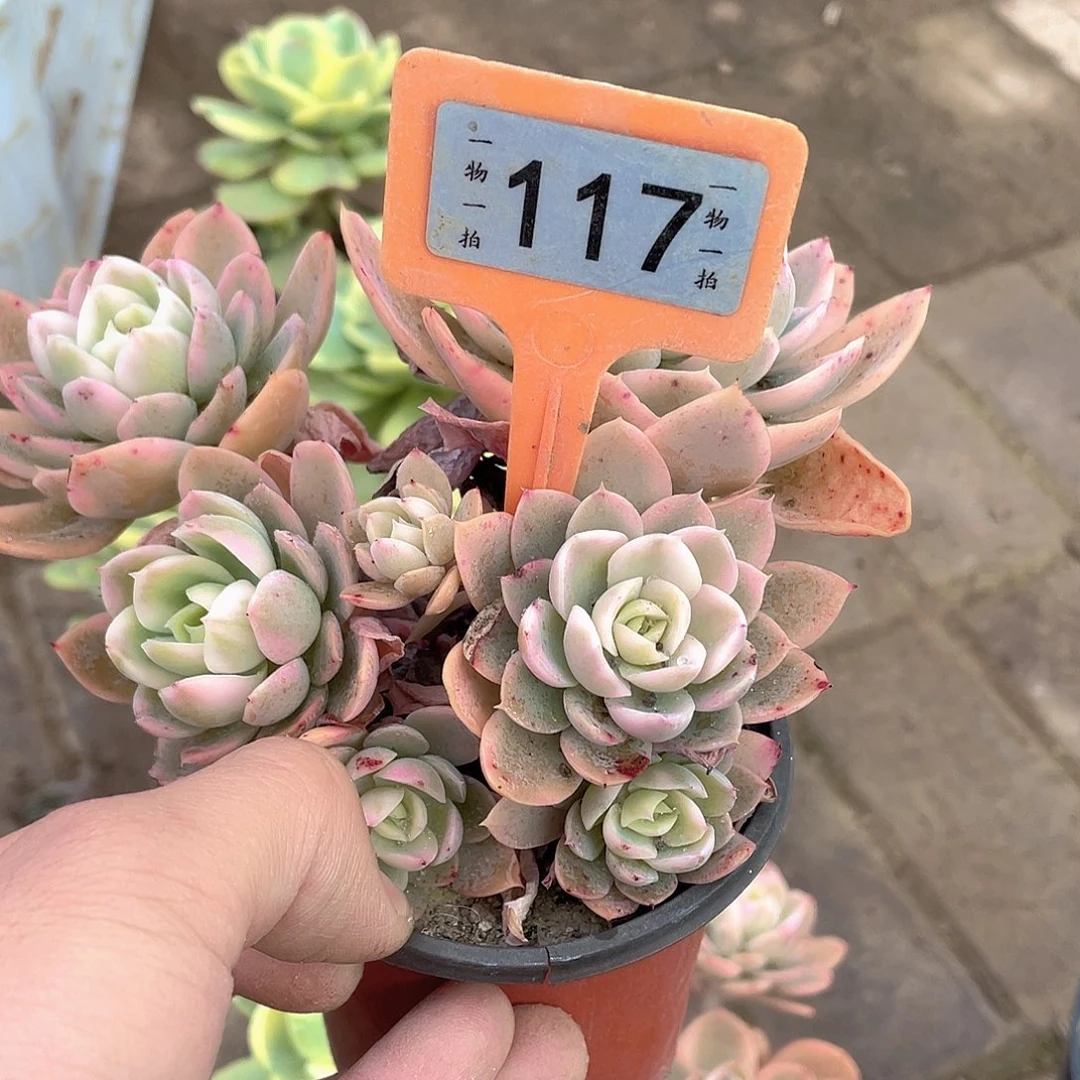 花***子嘚嘚117号星信息的