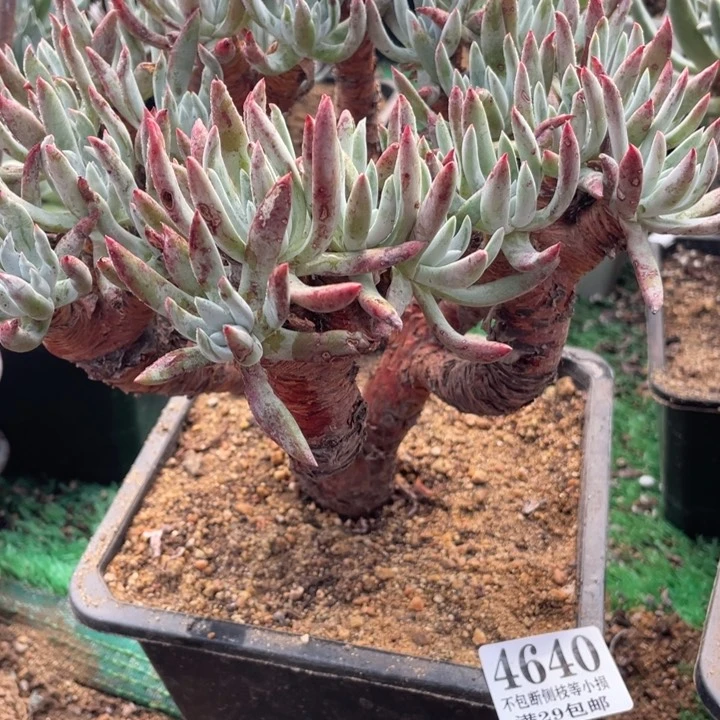640号莫然一多肉