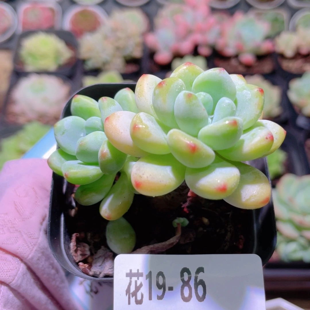 花利美19-86罗琦双头