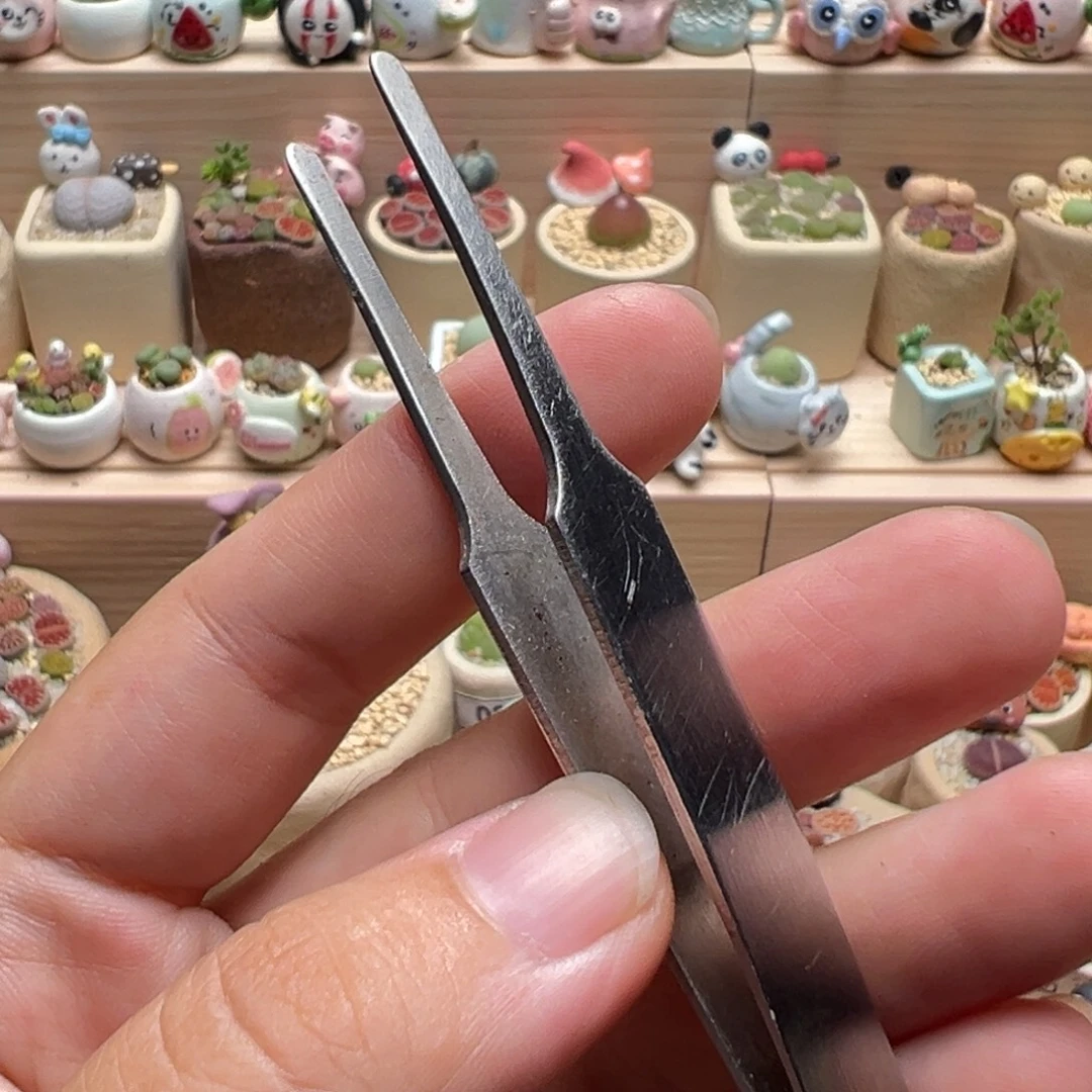 多肉植物一把镊子