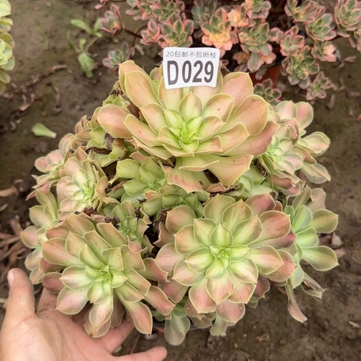 韶华……多肉植物……