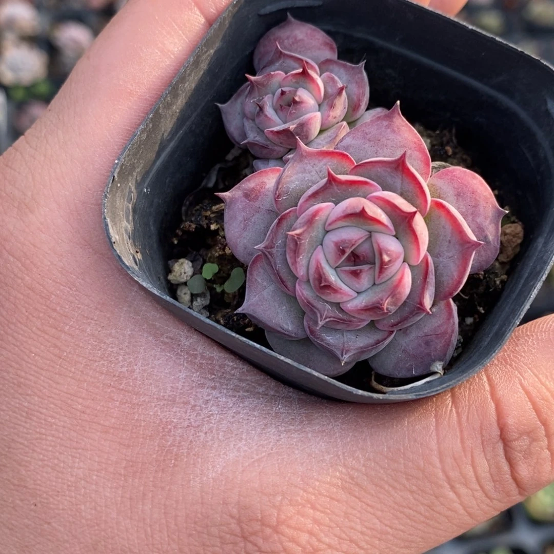 111 满十元包邮起发