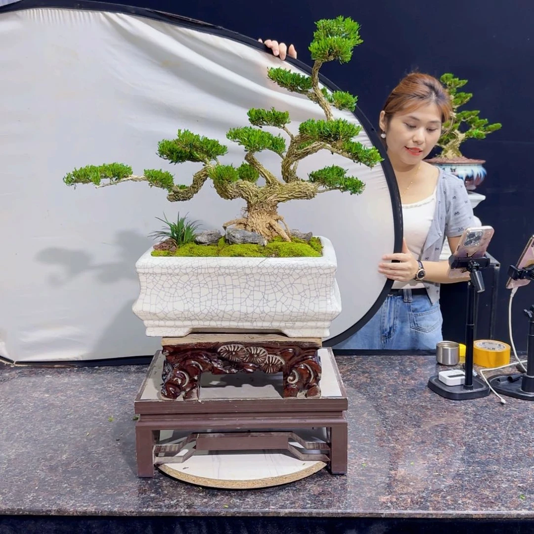 当前无花朵，栽培后可花朵高端黄杨盆景艺术