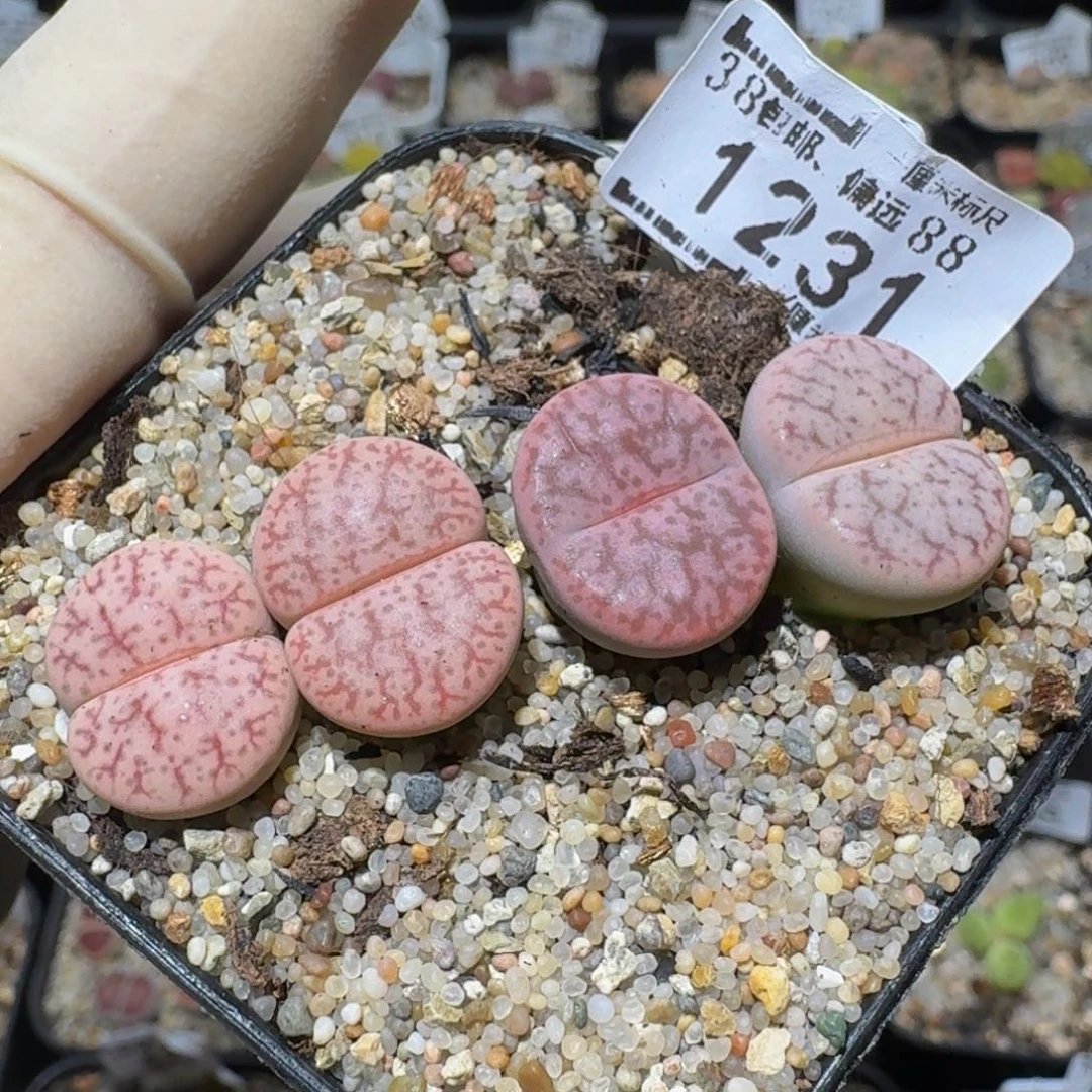 zzzz生石花肉锥1231