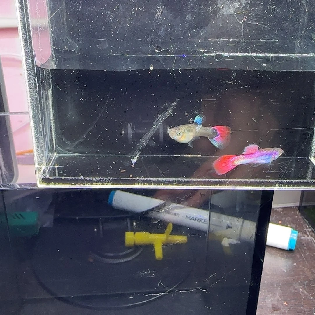 孔雀鱼马晶塔一对