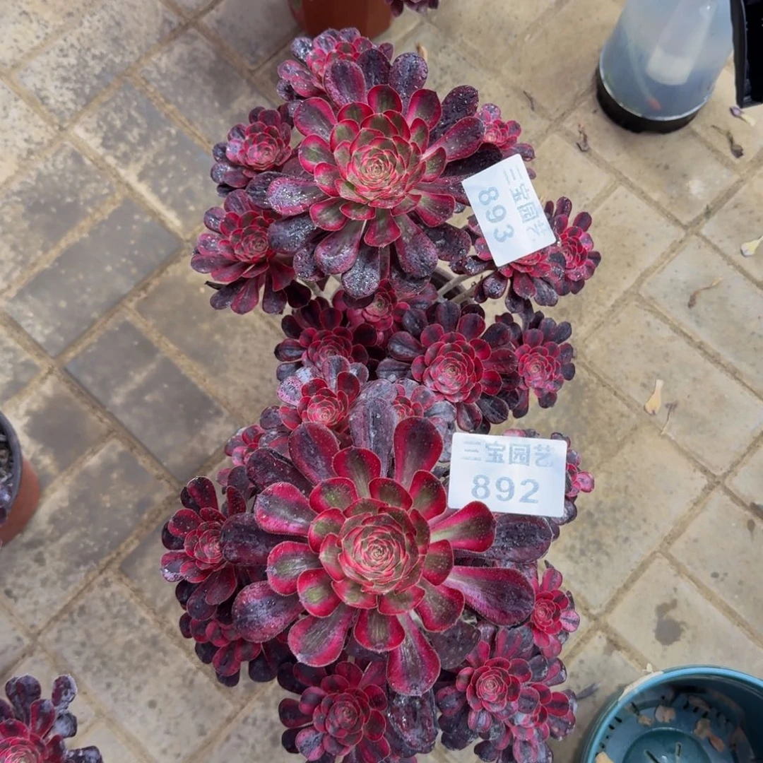 小****'多肉植物893892丽娜