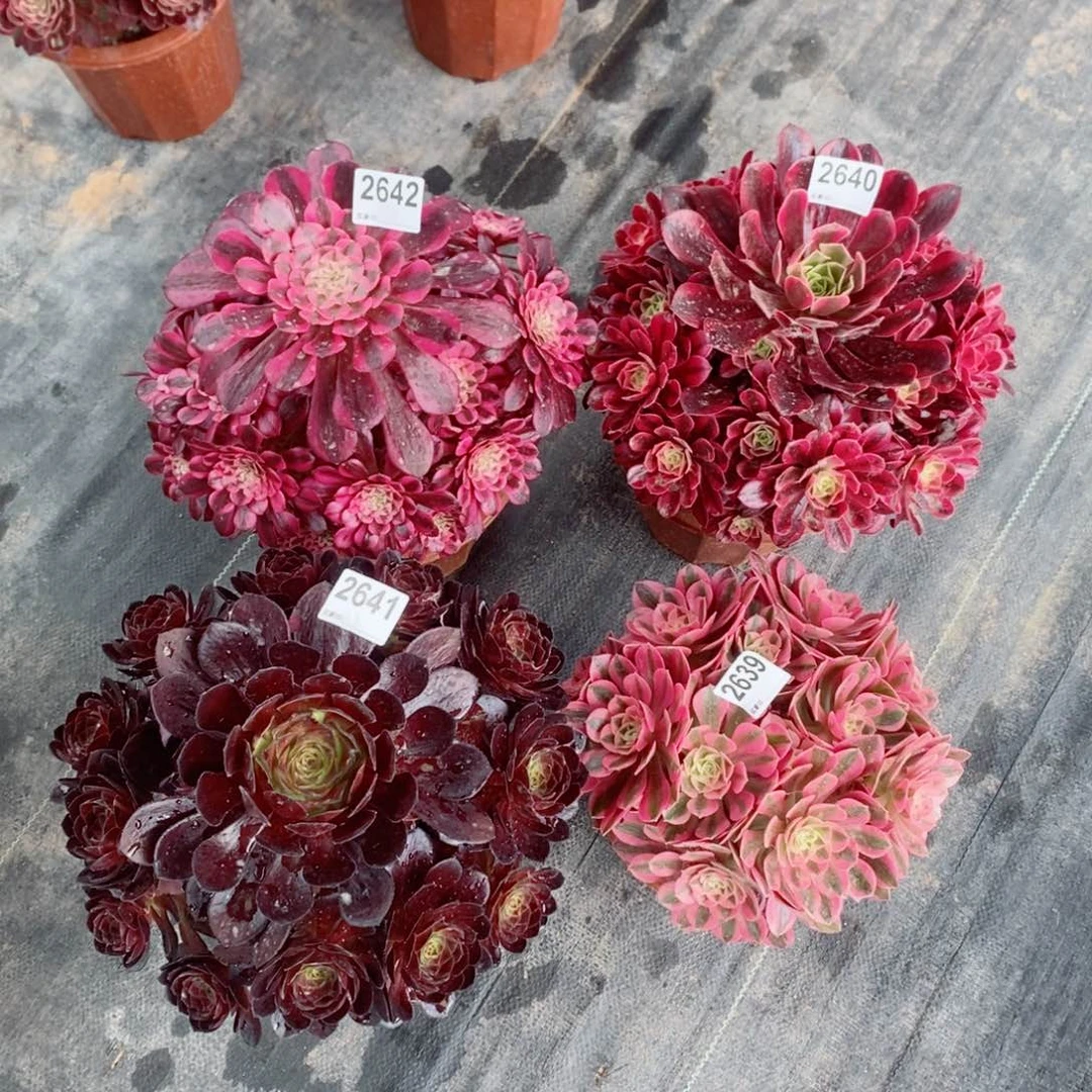 用****6组合2639264026412642多肉1111