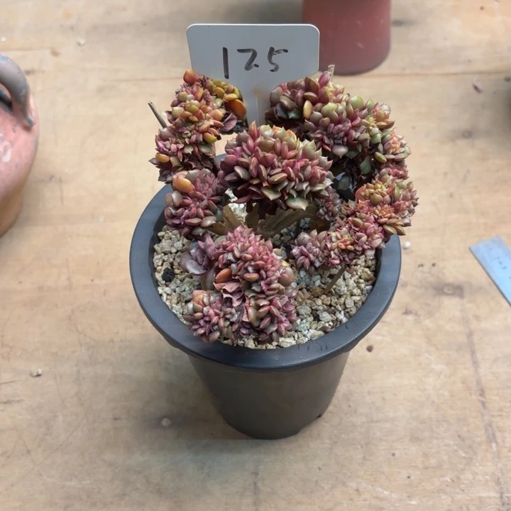 多肉植物，大红袍缀125号