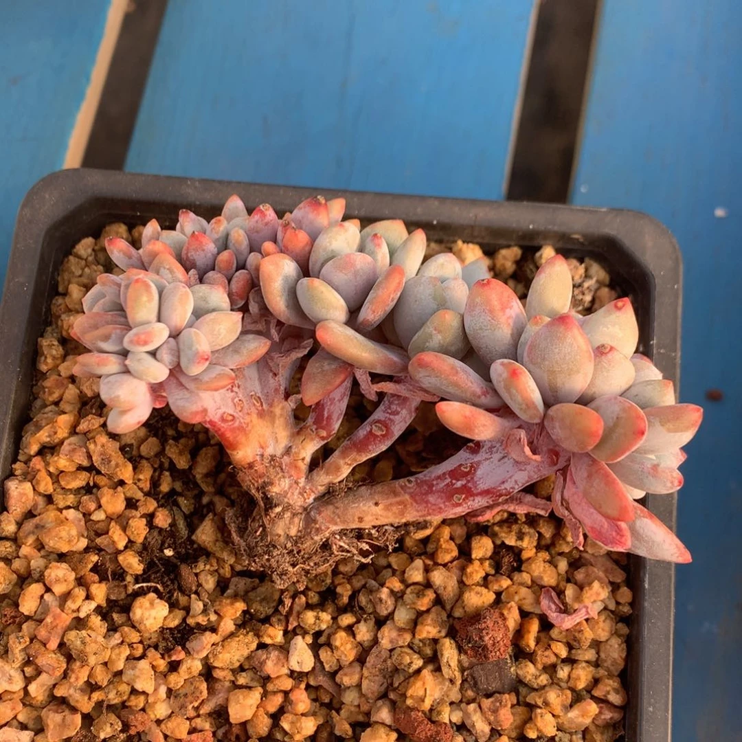 粉兔缀化开播福利