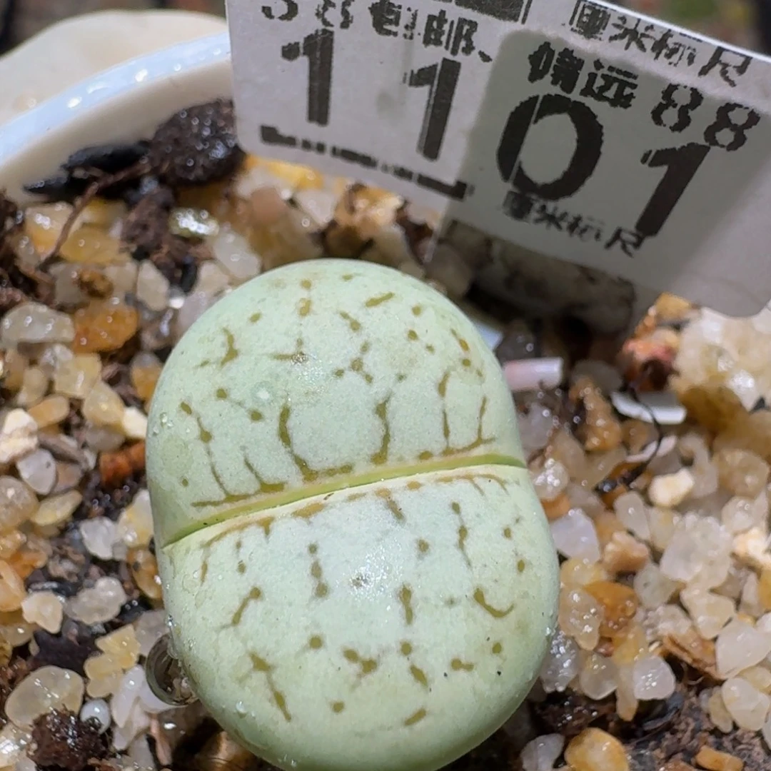 Zzzz精品生石花1101