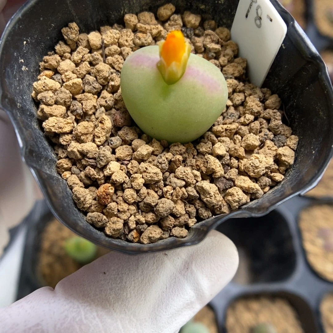 多肉植物肉锥杂交K-4358