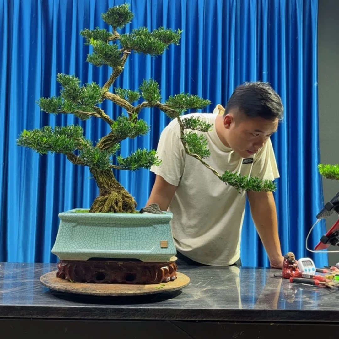 【闪购商品】当前无花朵，栽培后可花朵黄杨盆景