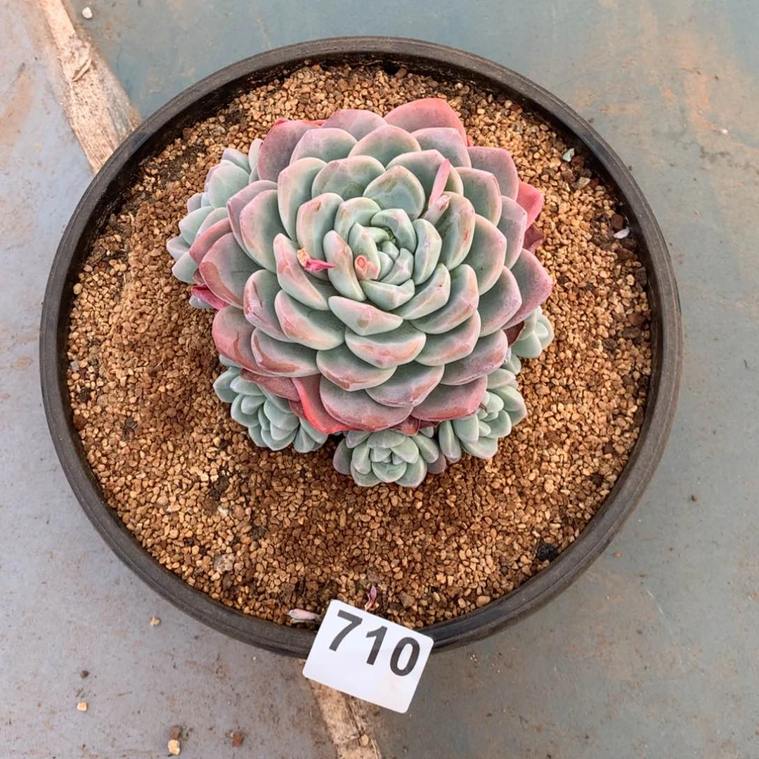 云*710冰玉多肉植物