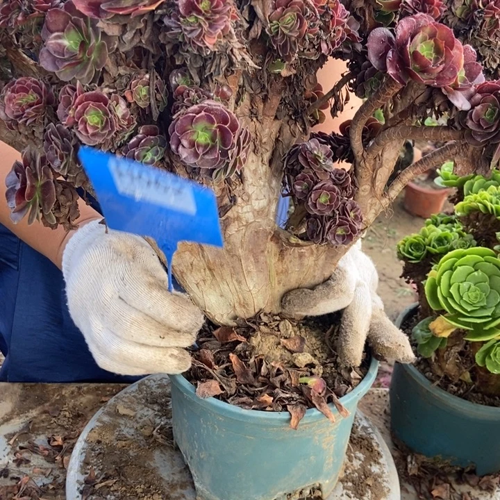 曦***燕062欧洲周周周一欧紫