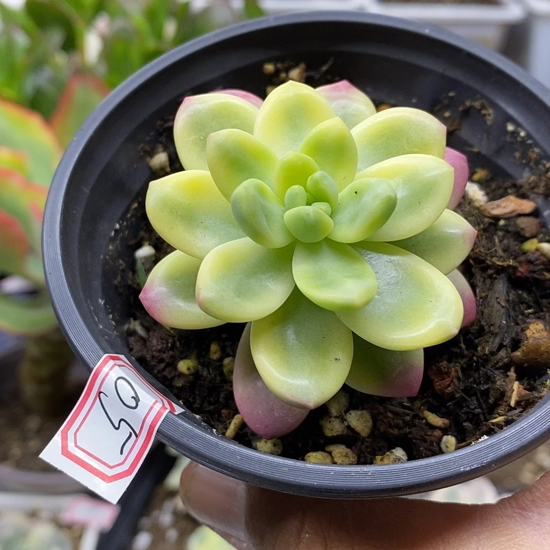 26105 香奈儿覆轮锦