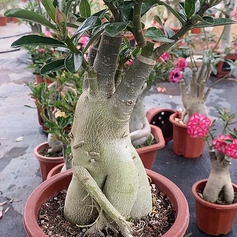 【闪购商品】当前无花朵，栽培后可花朵花***?绿植