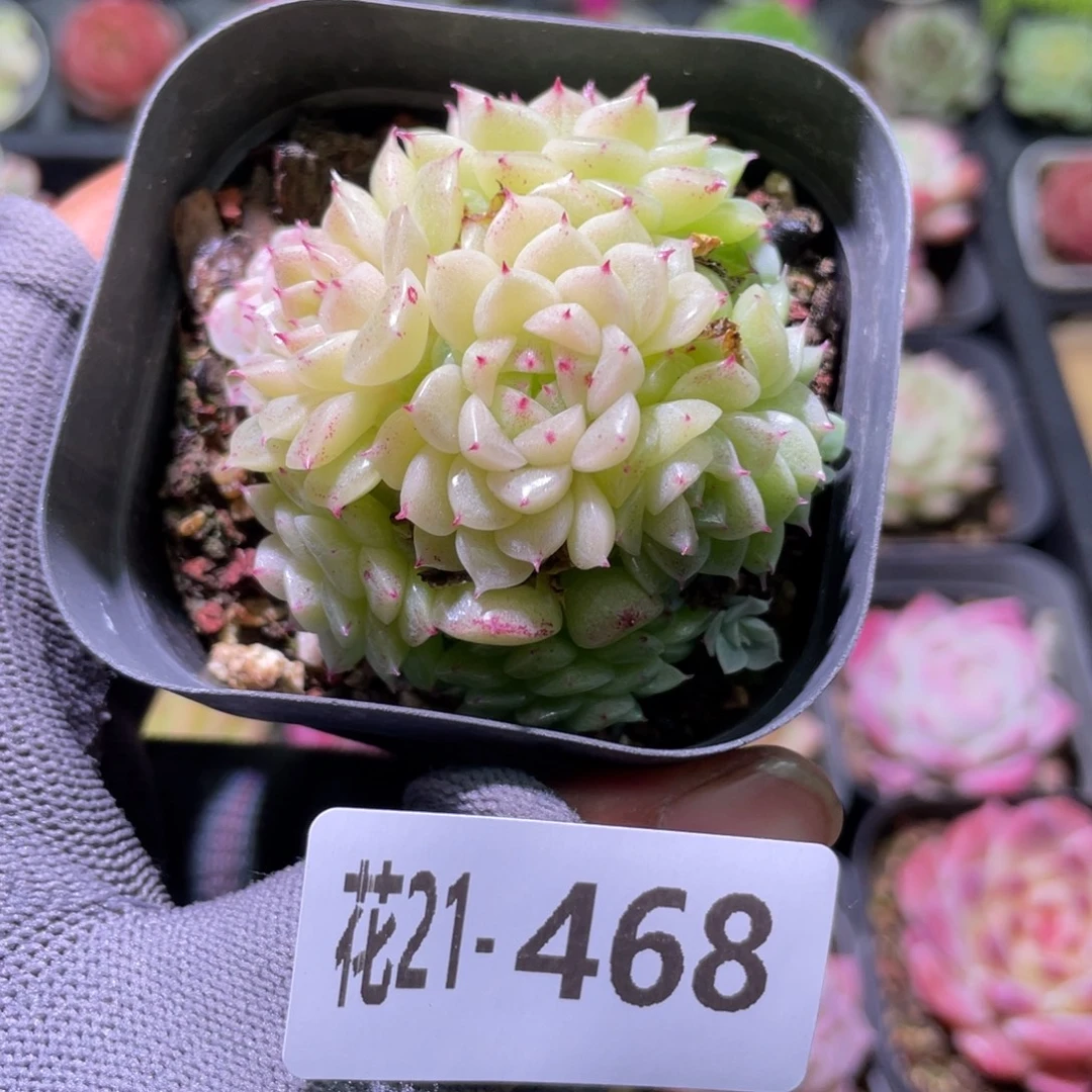 花利美21-468麦秆群
