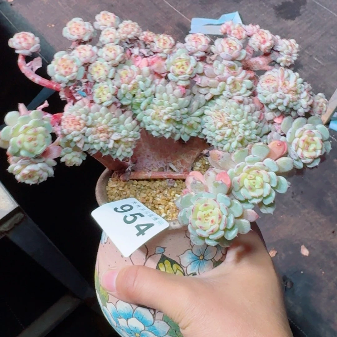 白胖子缀化      愿你一路坦途，乘风破浪展宏图