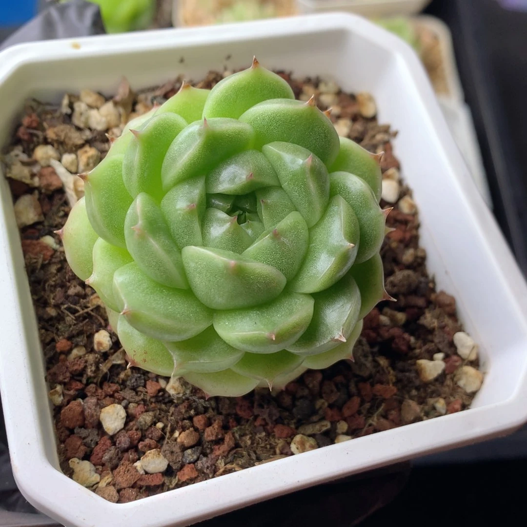 58包邮  群生不包整 79