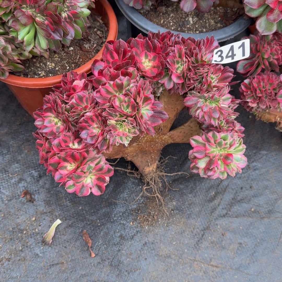 341多肉植物倾城缀有干伤