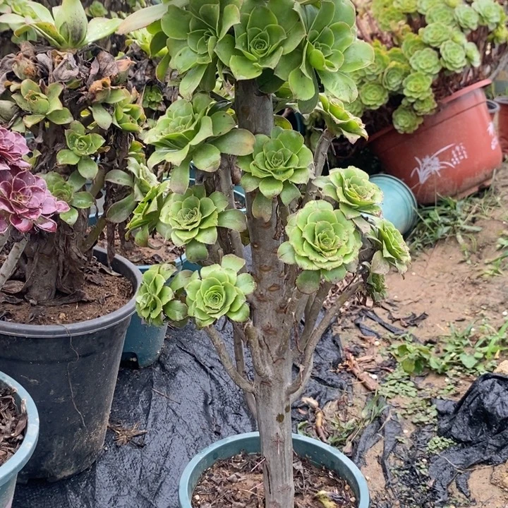 君美丽多肉植物068