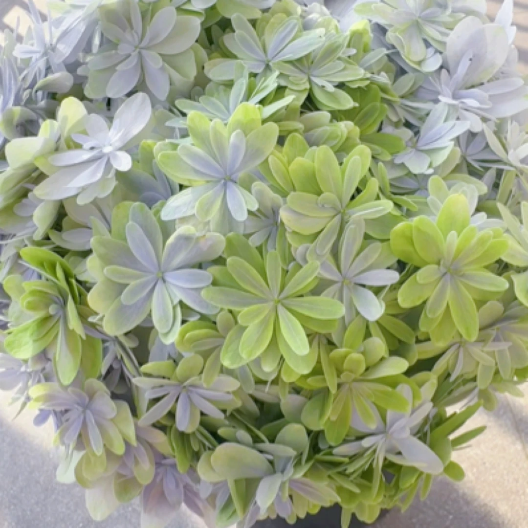 绣球（271号-300号）链接