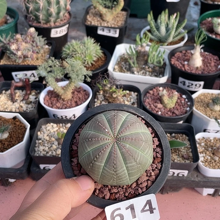 614实生大单头欧布