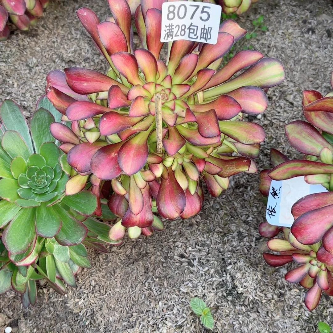 B    8075魅力多肉